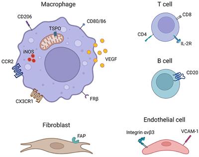 Novel PET Imaging of Inflammatory Targets and Cells for the Diagnosis and Monitoring of Giant Cell Arteritis and Polymyalgia Rheumatica